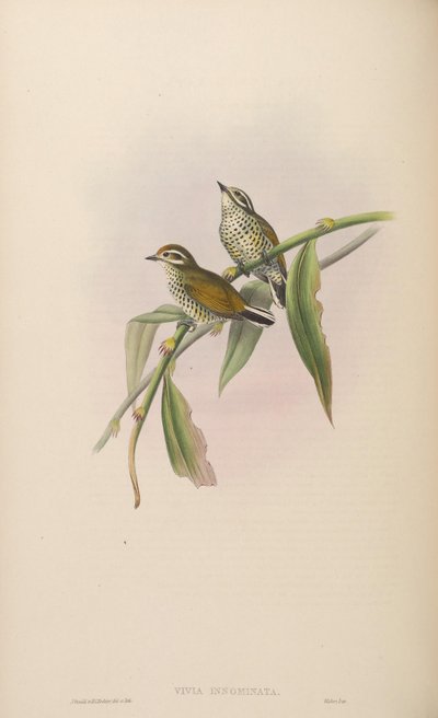 Vivia innominata = Picumnus innominatus von John Gould